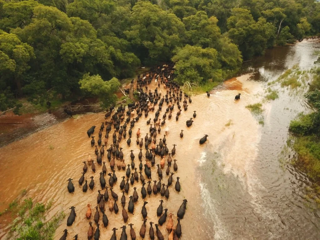 El Niño coloca safra de MS em alerta por excesso de chuva e calor