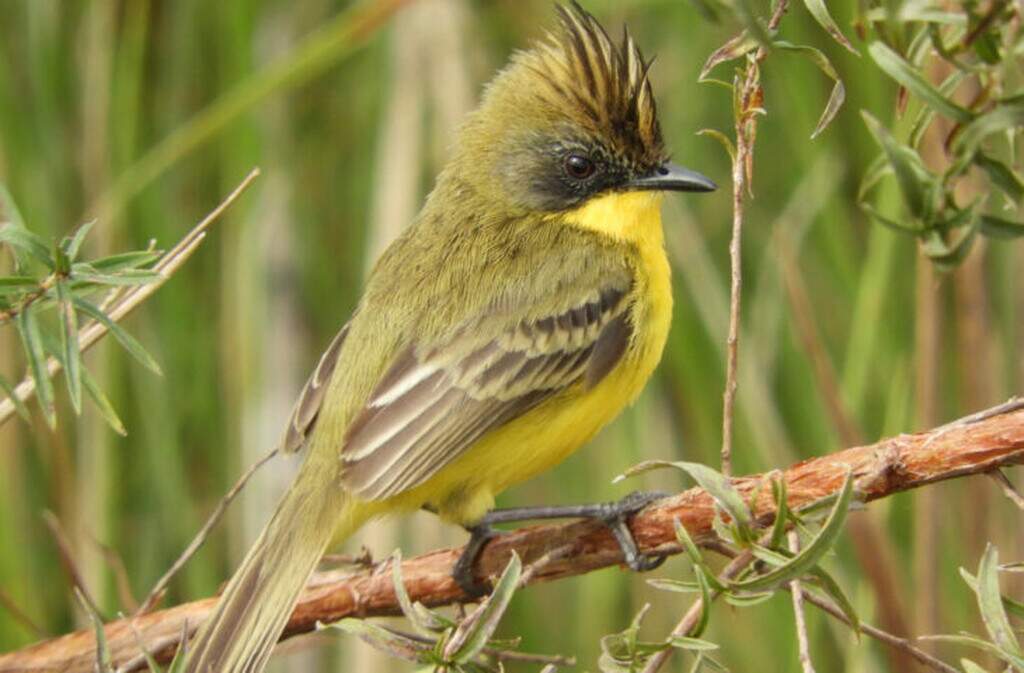 Parque de MS fica em 2º no País em número de espécies de aves registradas