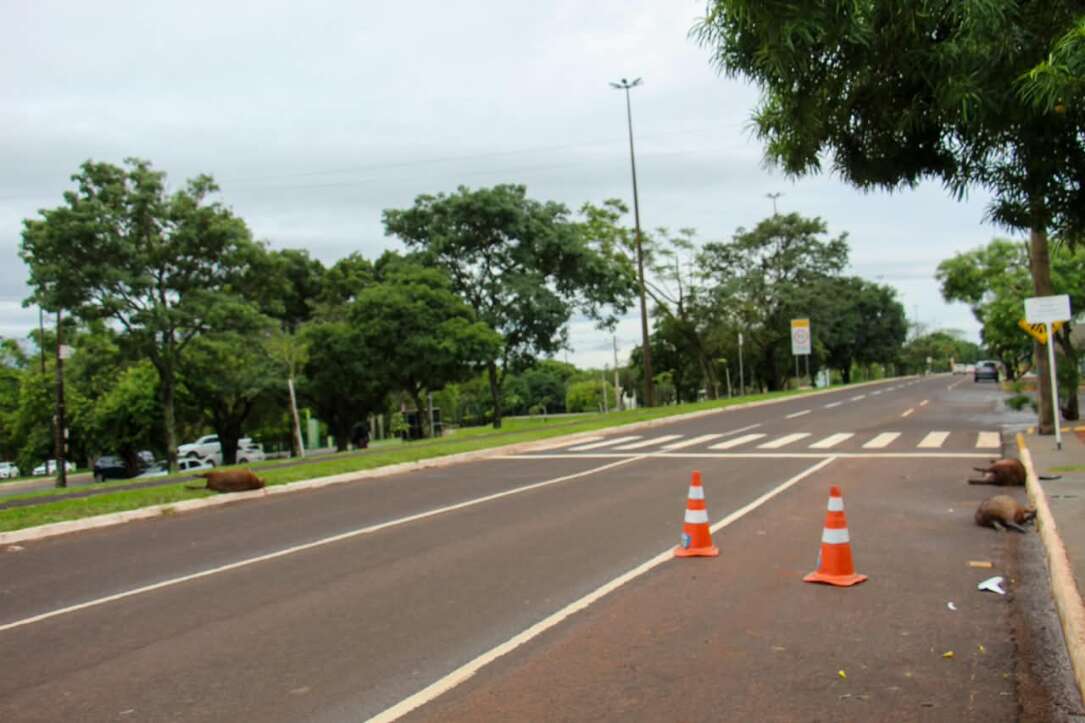 “É frequente”: três capivaras são atropeladas na Avenida Afonso Pena