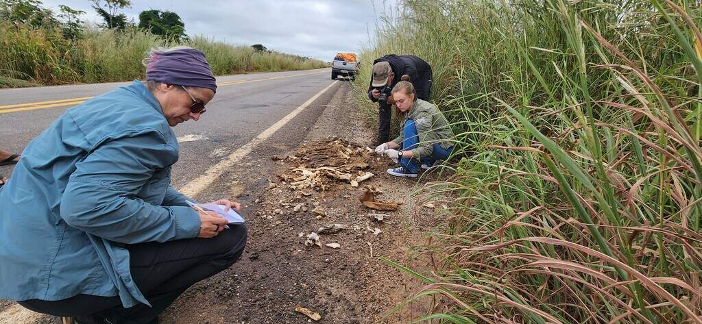 Sem cercas, passagens abertas para animais podem ser inúteis em rodovias