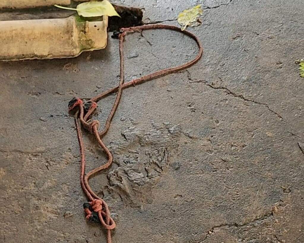 Cachorro que atacou funcionário de distribuidora é morto pela PM Cachorro que atacou funcionário de distribuidora é morto pela PM