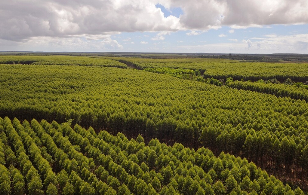Expansão do eucalipto coloca MS atrás apenas de MG em florestas plantadas