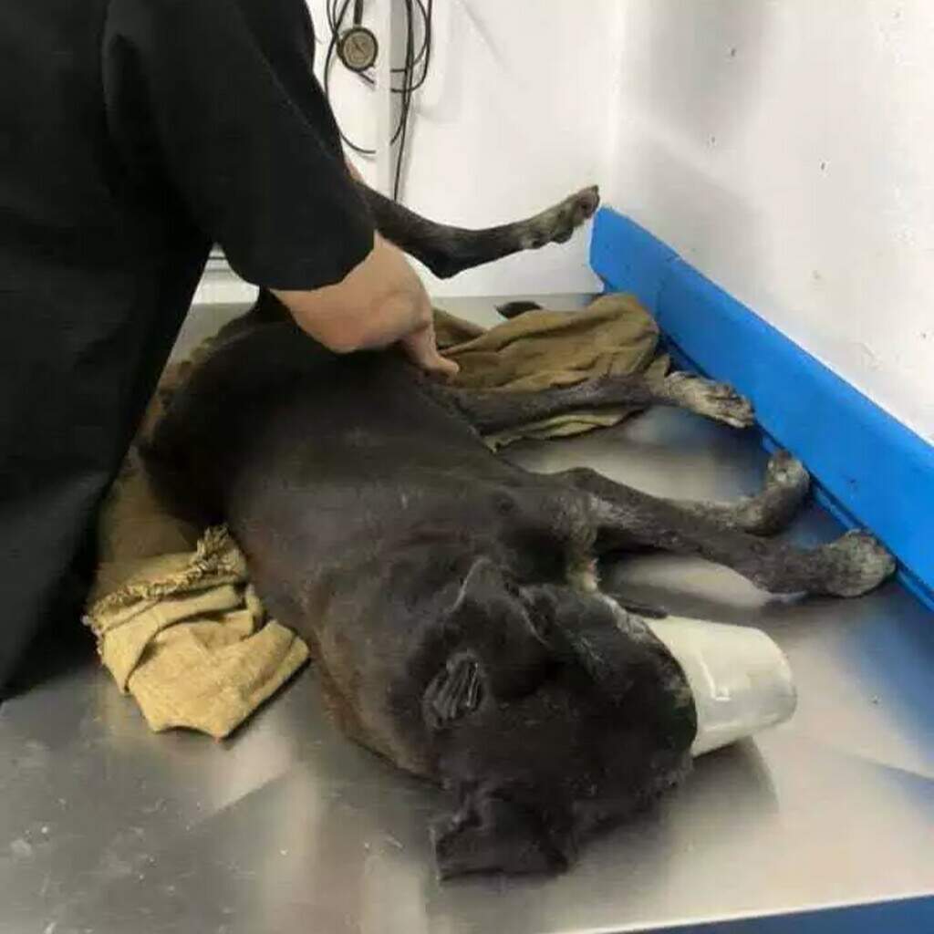 Motorista foge após atropelar cachorro comunitário na região do Tijuca