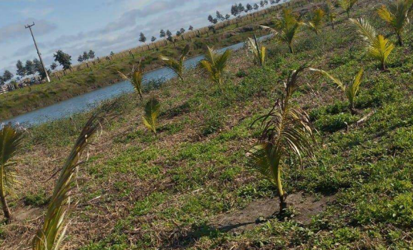 MP investiga fazenda por tanques de peixes e silos em área de Mata Atlântica