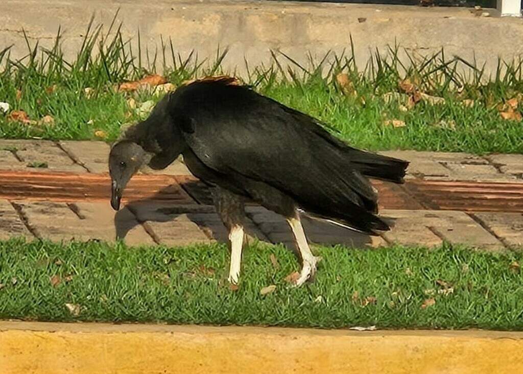 Aprendendo a voar, filhote de urubu fica mancando depois de cair do ninho Aprendendo a voar, filhote de urubu fica mancando depois de cair do ninho