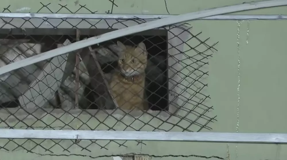 Cão é retirado de escombros mais de 35 horas após explosão em Olinda