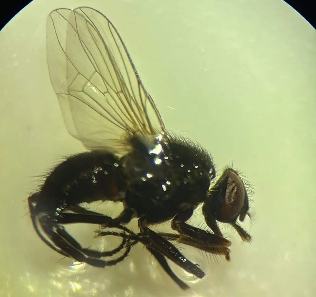 Produto desenvolvido em MS busca controlar moscas dos bovinos com nanotecnologia