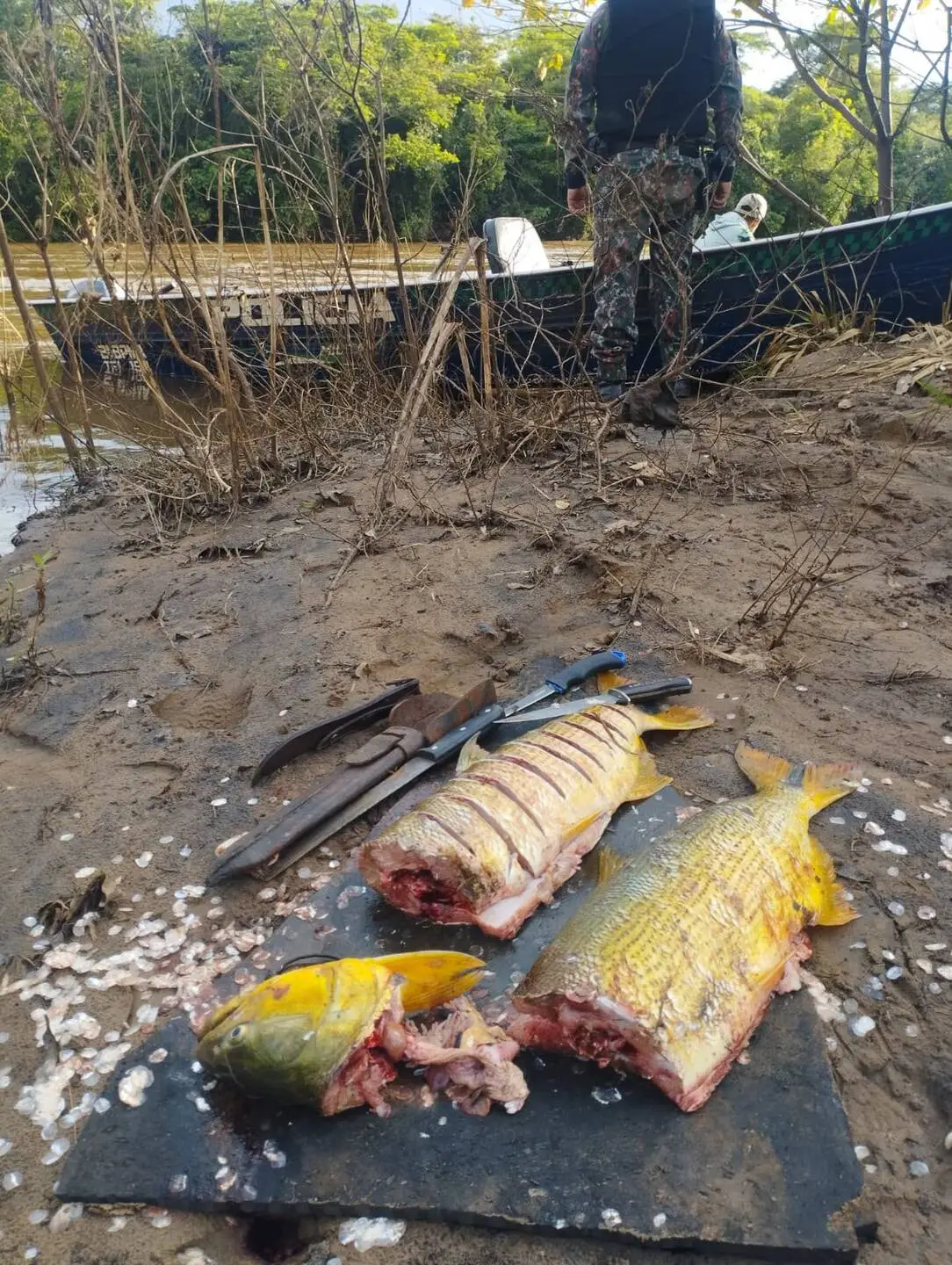 Pescador é preso e multado em R$ 11 mil após captura de dourado